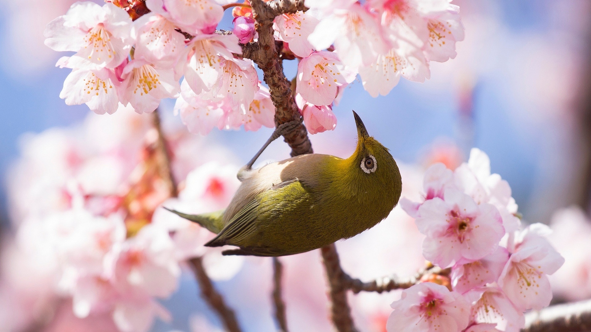 , , , , , ,  , white-eye, , silvereye