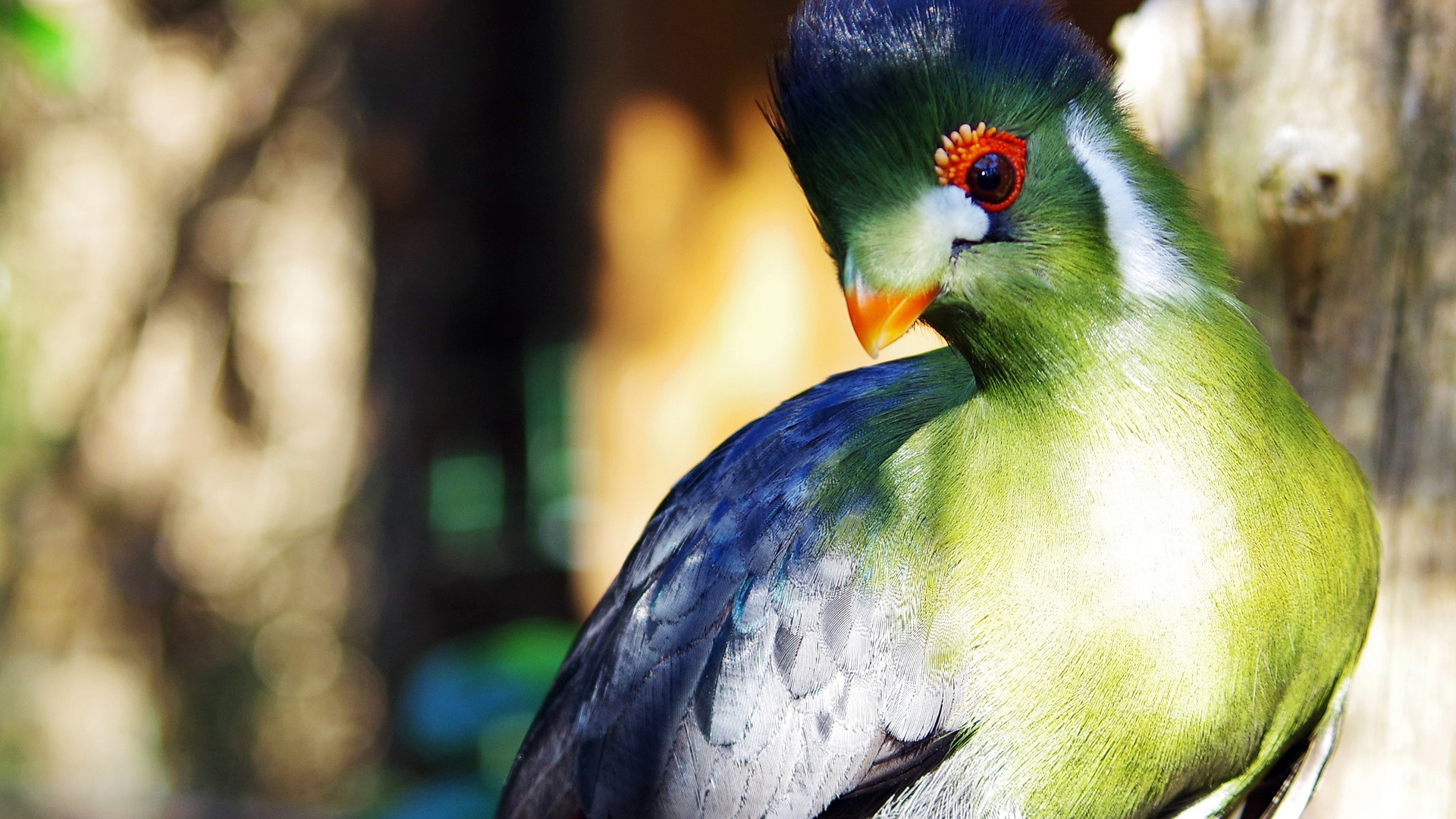  , , , , turaco