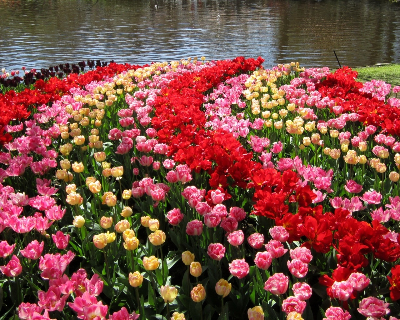 , , , , keukenhof, gardens, , 