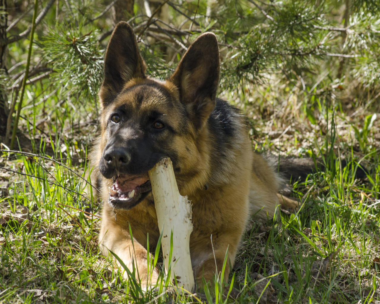 aristovart, , landscape, nature, dog, , 