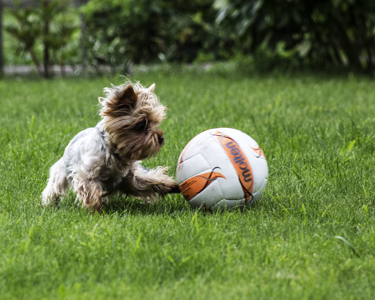 aristovart, , landscape, nature, , dog