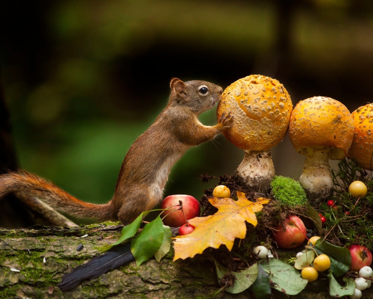 andre villeneuve, , , , , , , , 