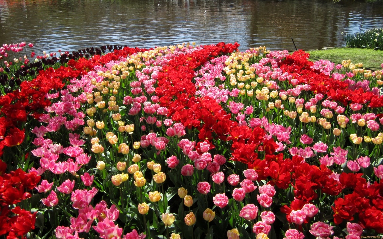 , , , , keukenhof, gardens, , 