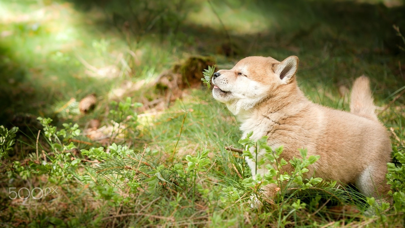 , , , shibainu, -, , 