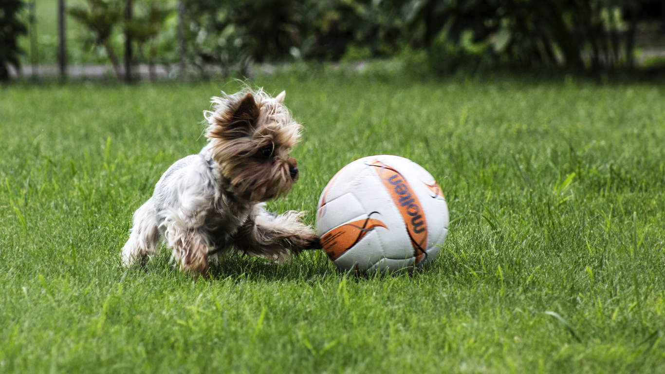 aristovart, , landscape, nature, , dog