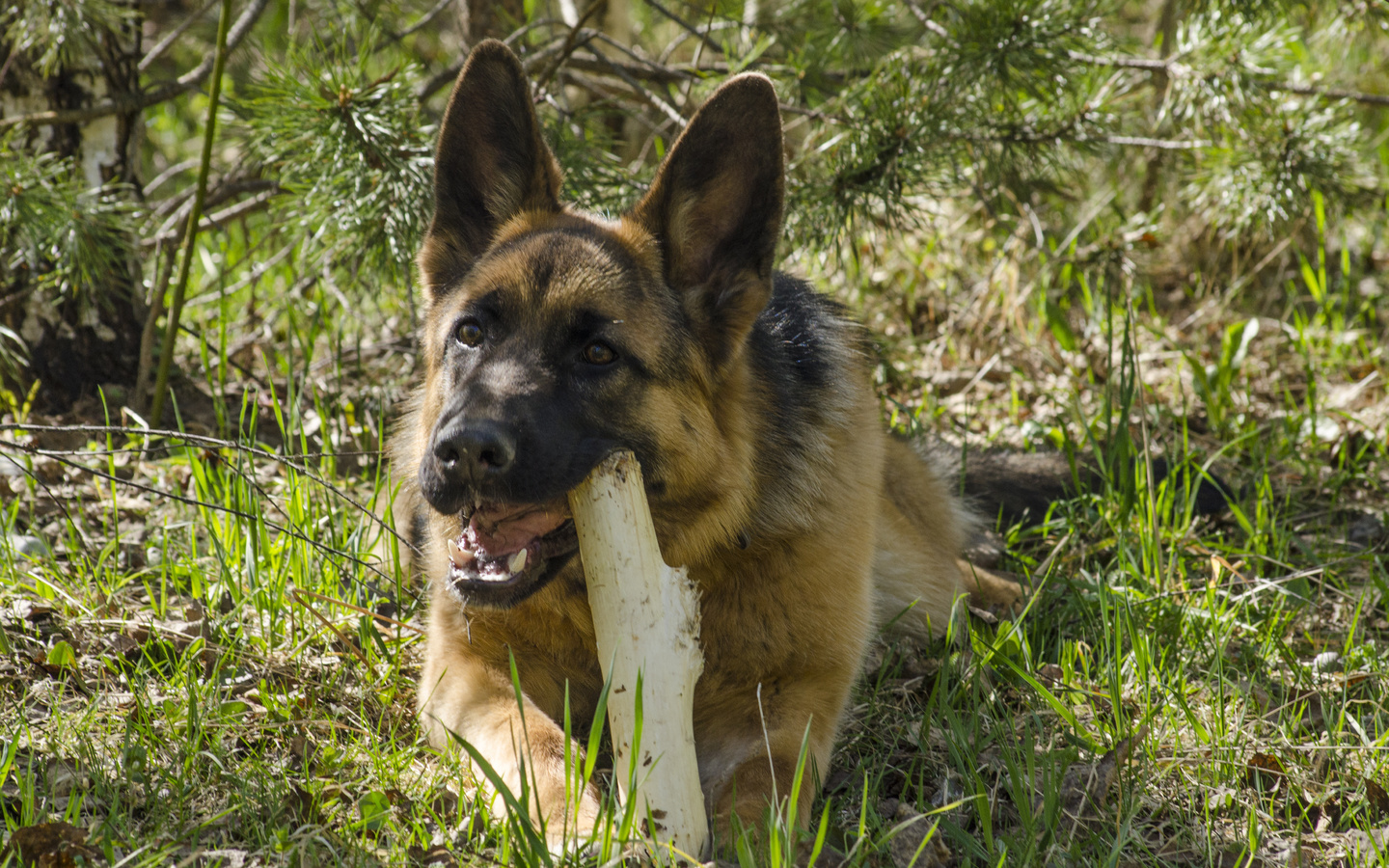 aristovart, , landscape, nature, dog, , 