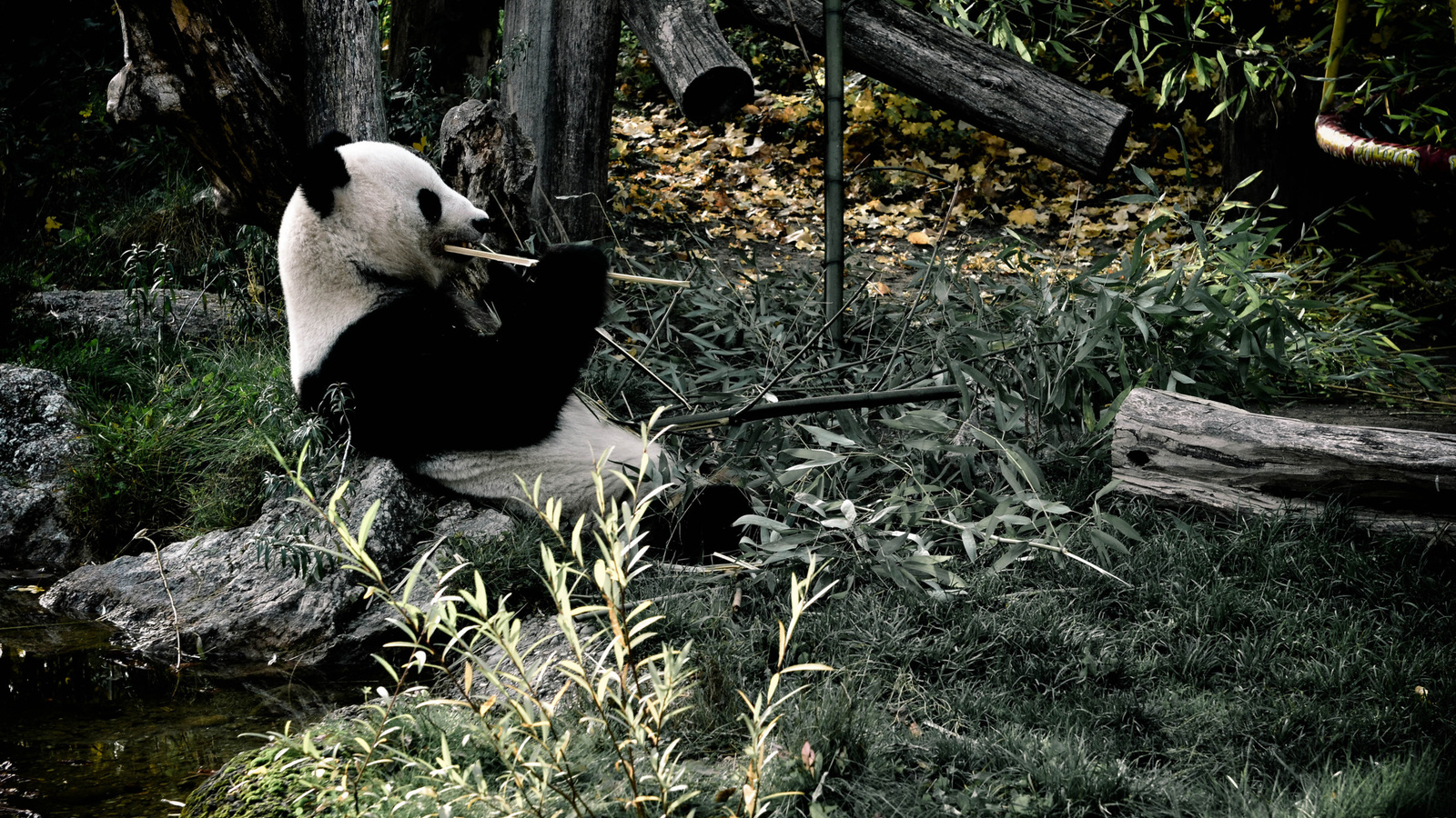 aristovart, , landscape, nature, , , panda