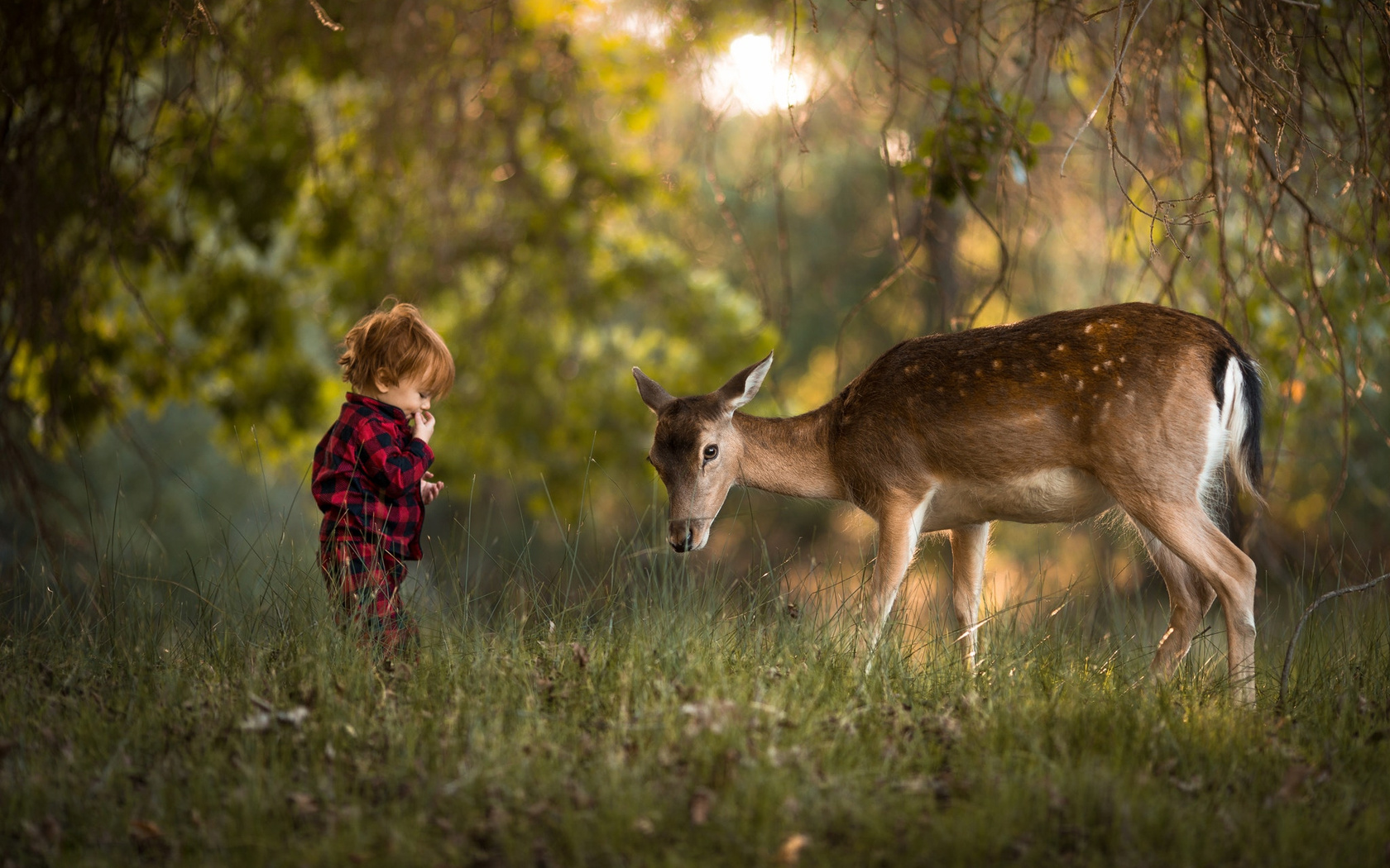 adrian c. murray, , , , , , , 