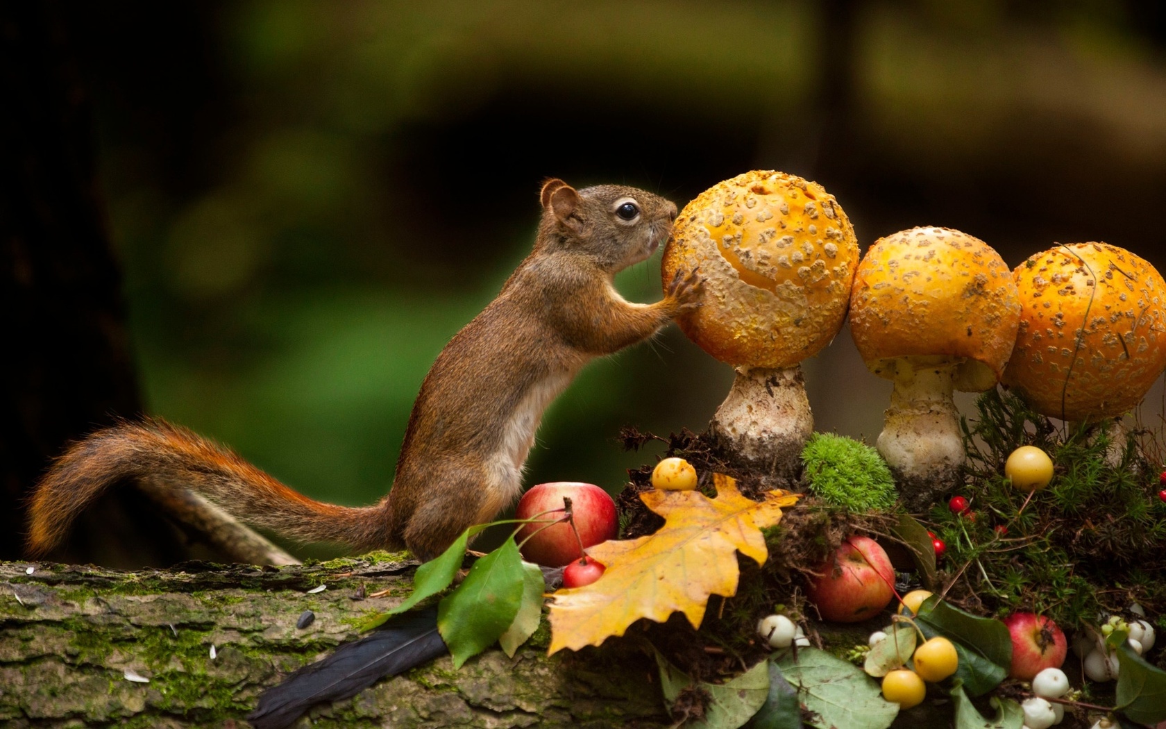 andre villeneuve, , , , , , , , 