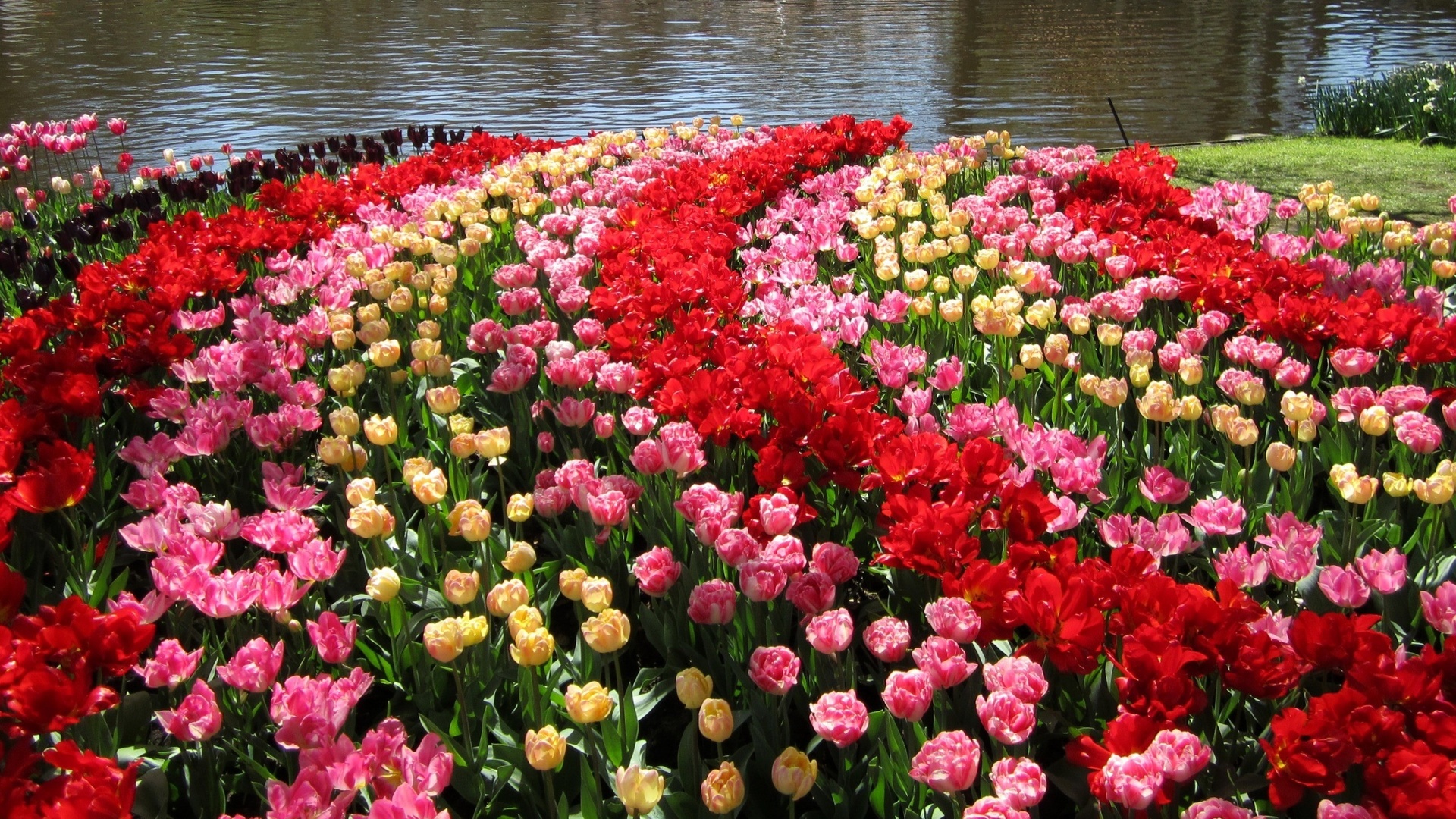 , , , , keukenhof, gardens, , 