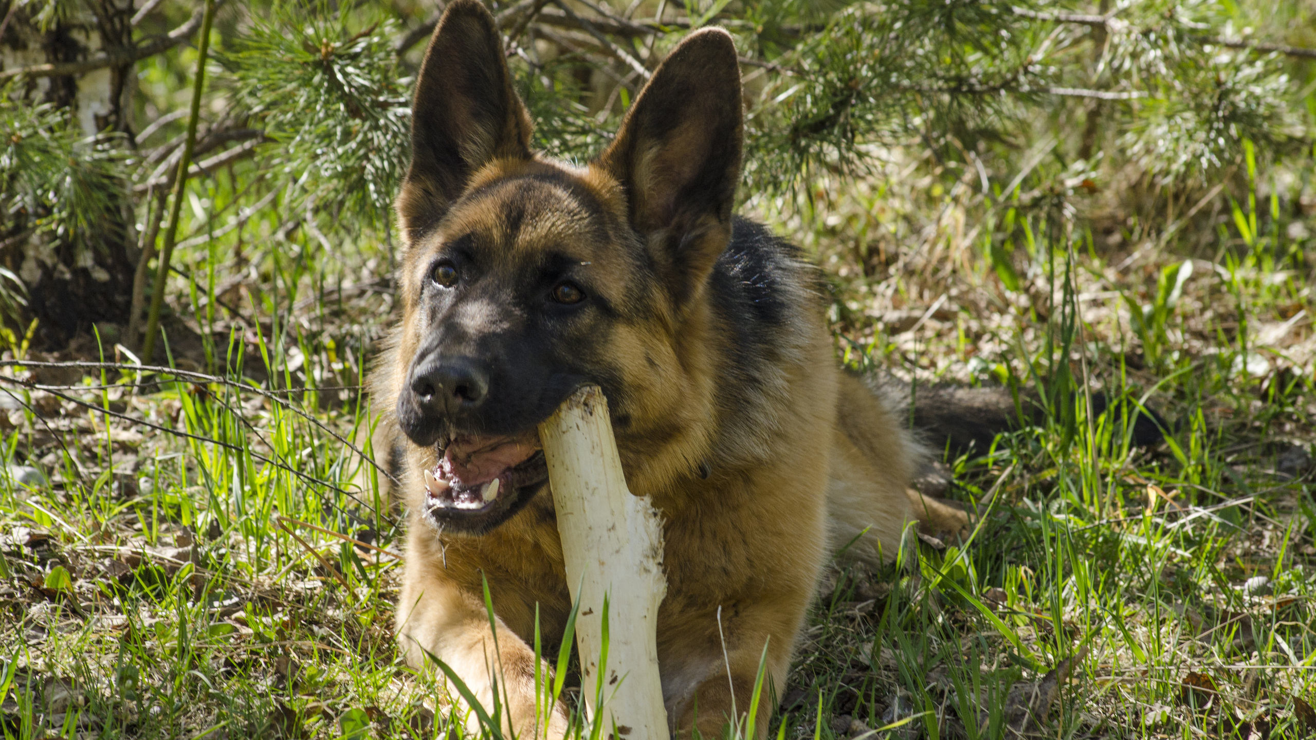 aristovart, , landscape, nature, dog, , 