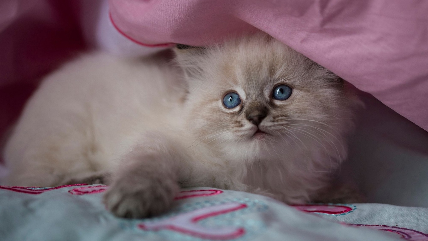 , , , ragdoll, , 