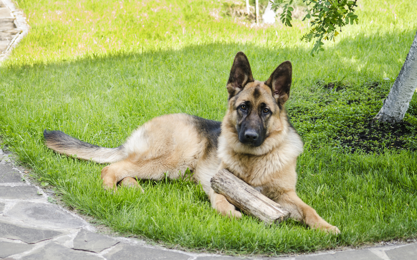 aristovart, , landscape, nature, , dog