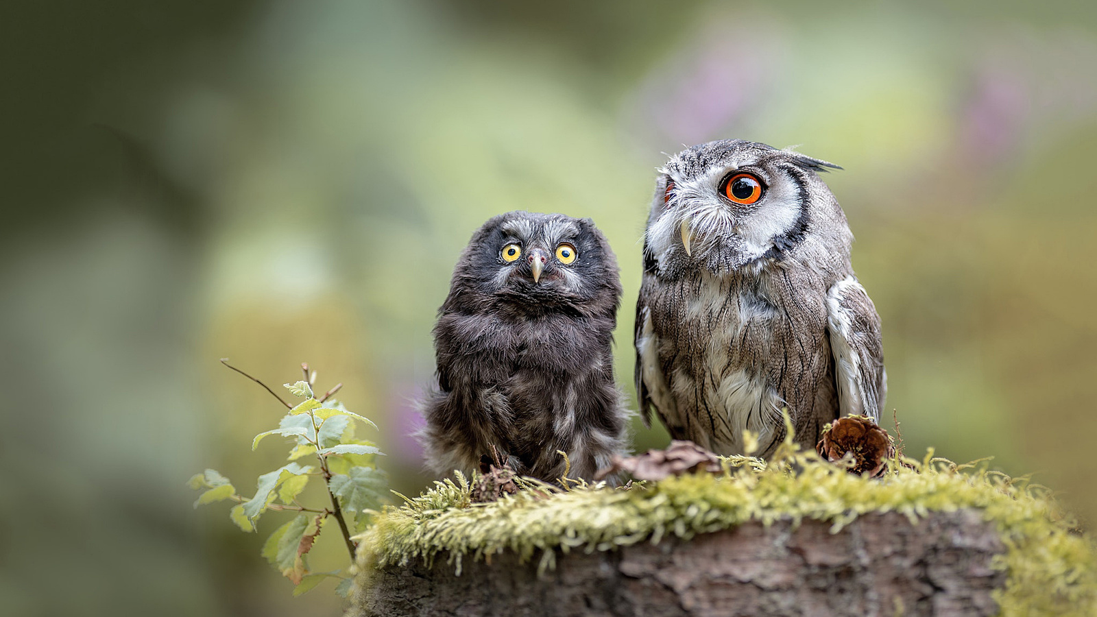 , , , ,  , tanja brandt