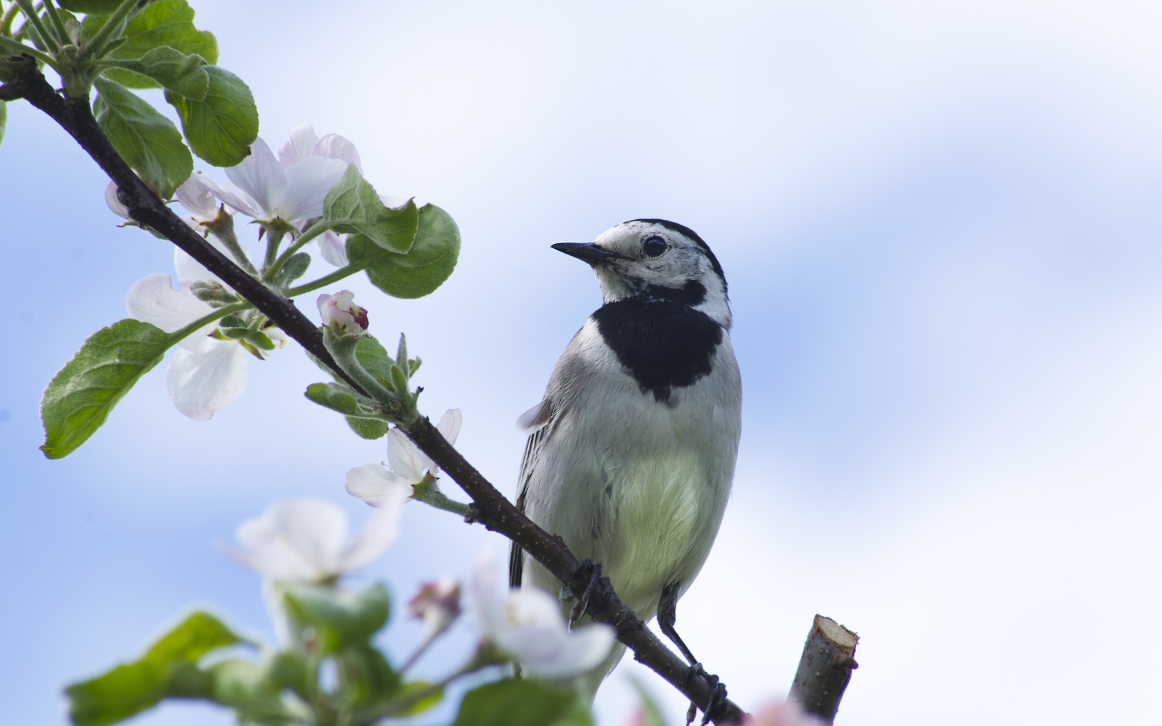 bird, birds, aristovart, nature, animal, wild, wildlife, , 