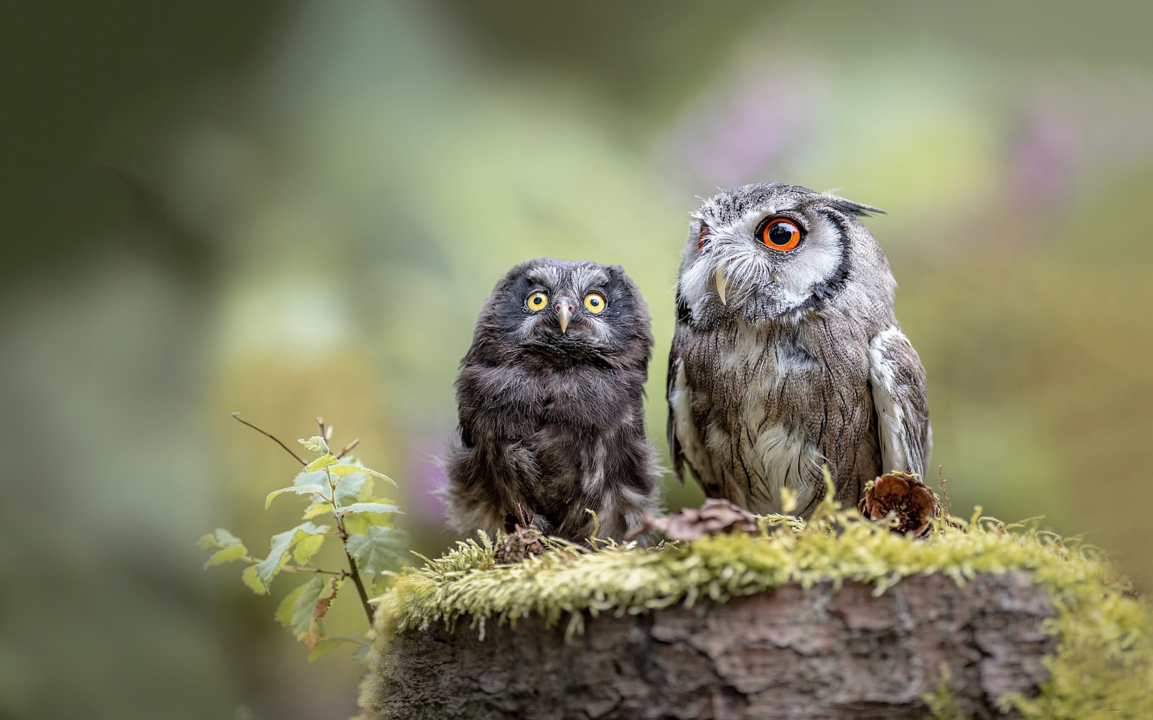 , , , ,  , tanja brandt