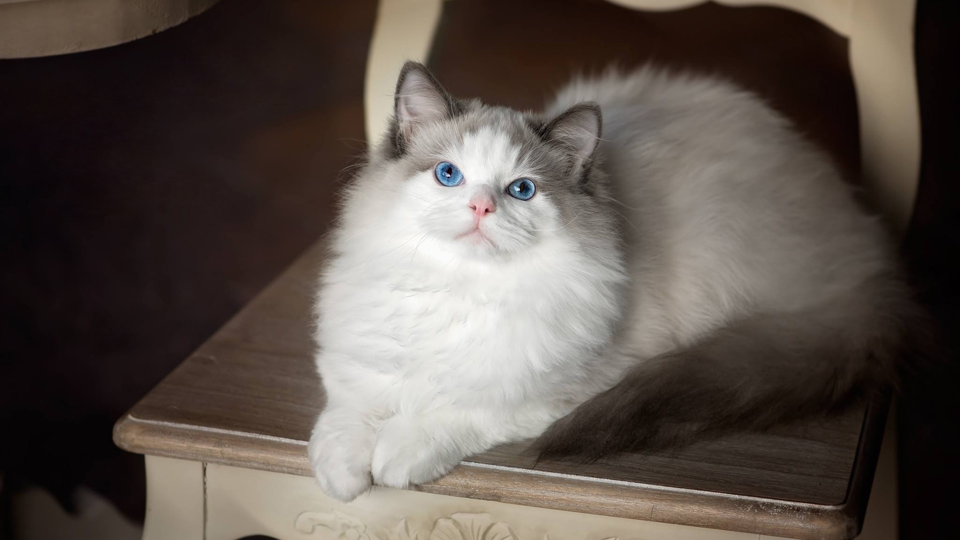 , , , , ragdoll, 