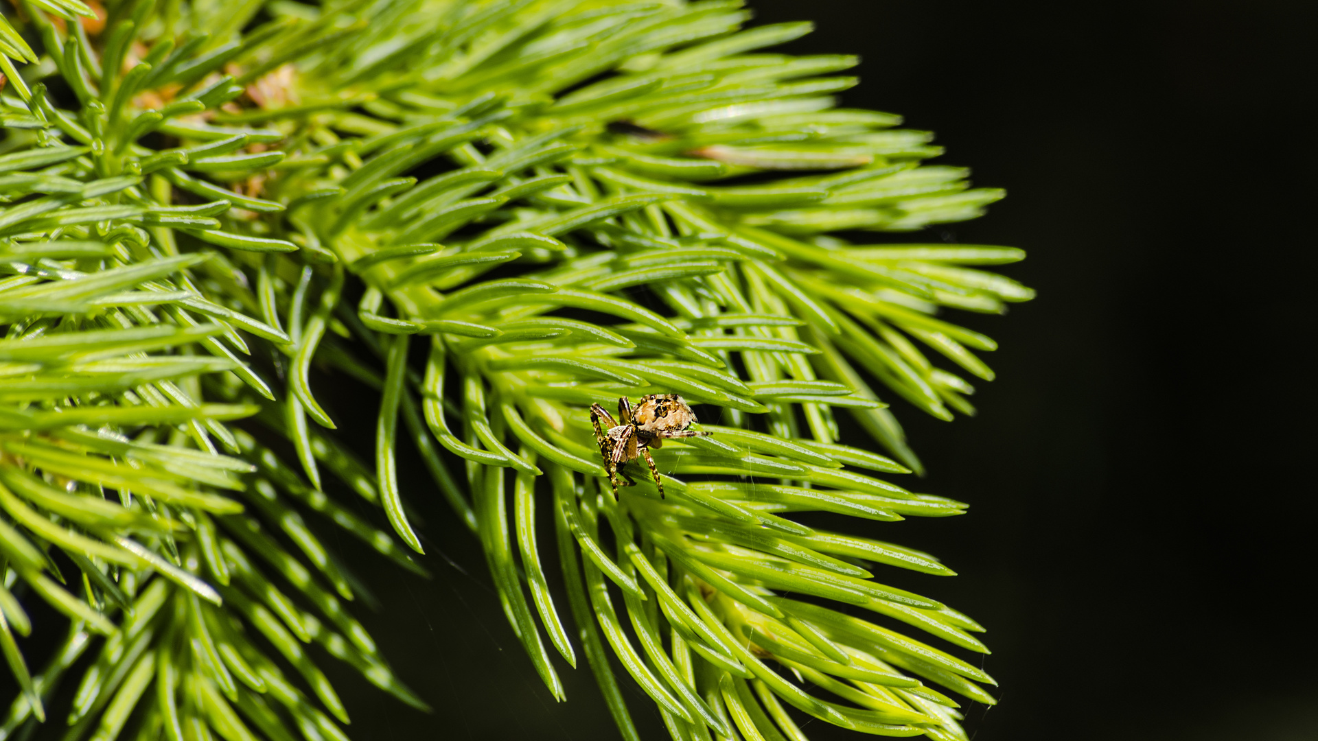 aristovart, , landscape, nature, , spider, inscects