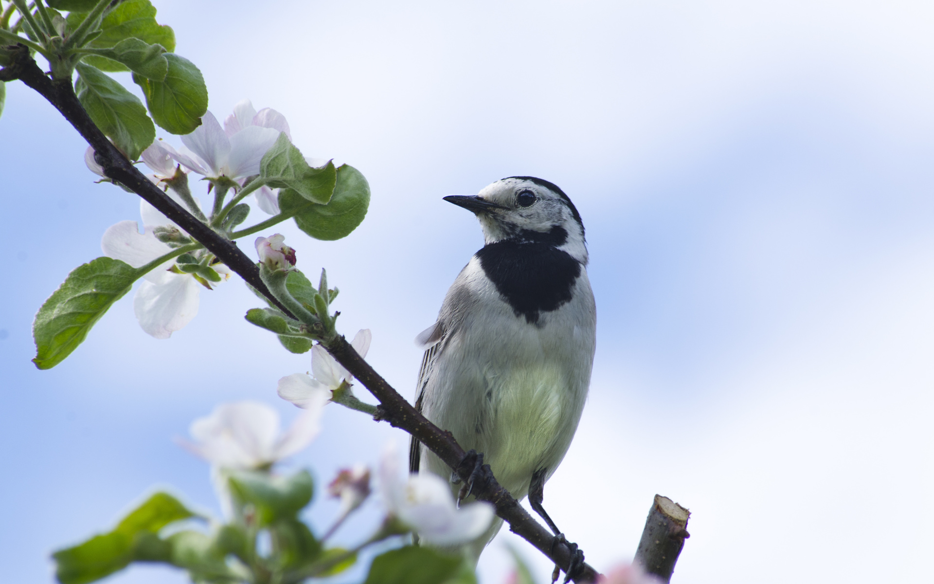 bird, birds, aristovart, nature, animal, wild, wildlife, , 