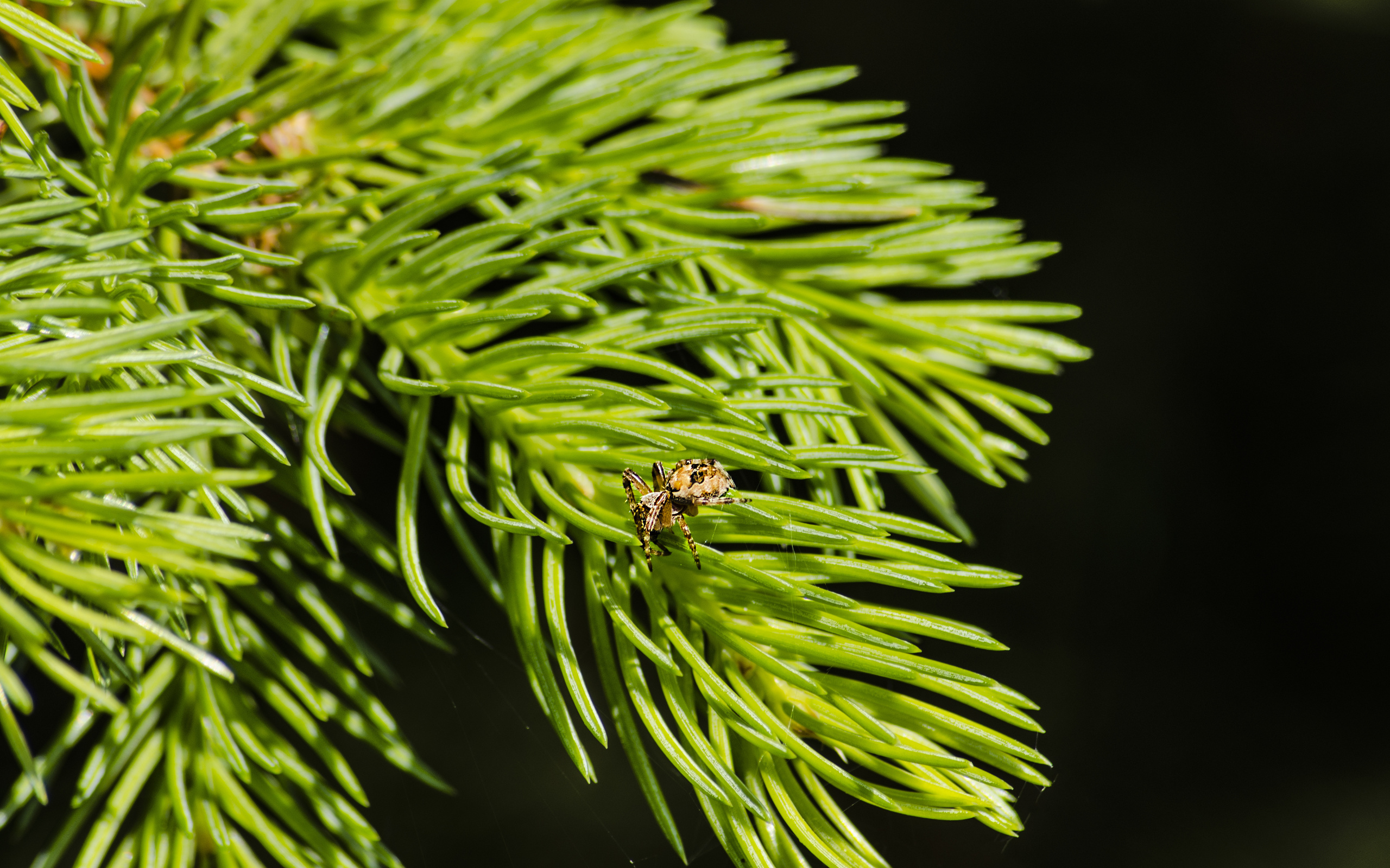 aristovart, , landscape, nature, , spider, inscects