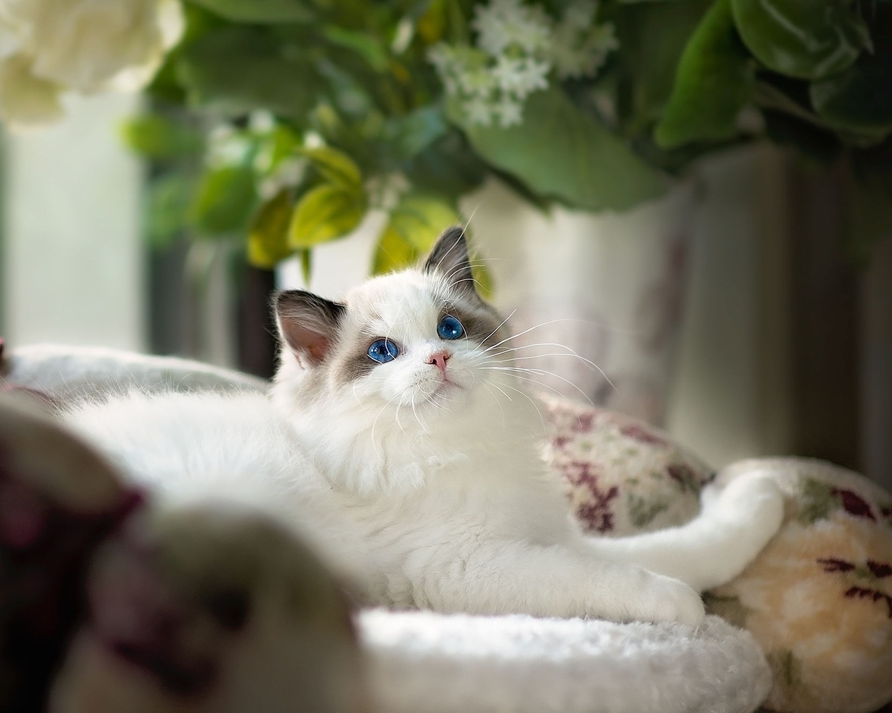 , , , , ragdoll, , , 