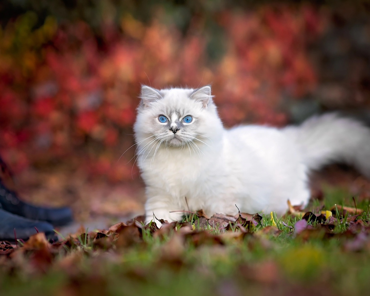 , , , ragdoll, , , monika koc