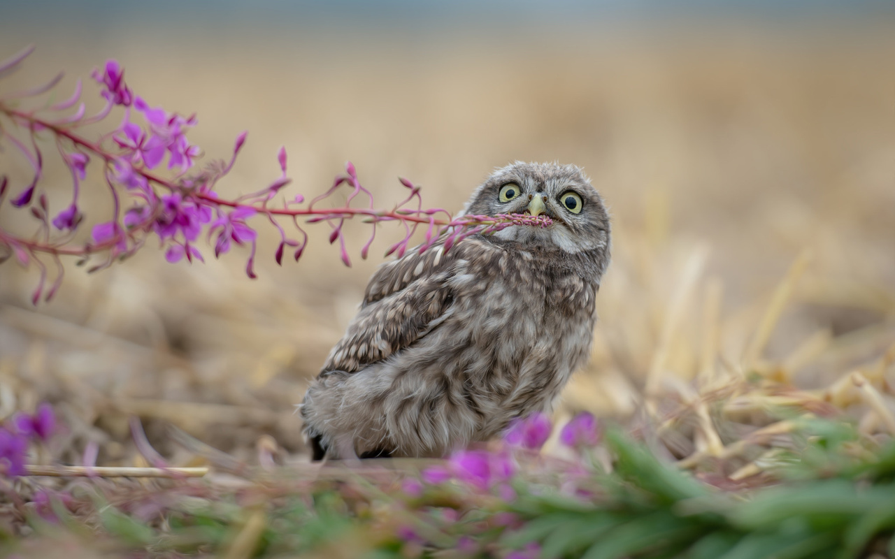 tanja brandt,  , , , , , , , , -