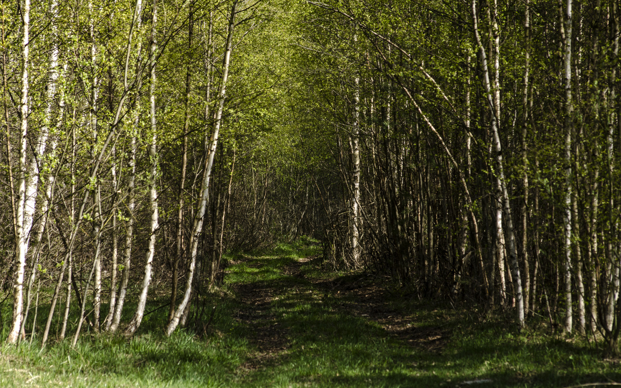 aristovart, , landscape, nature, forest, wild, tress, 