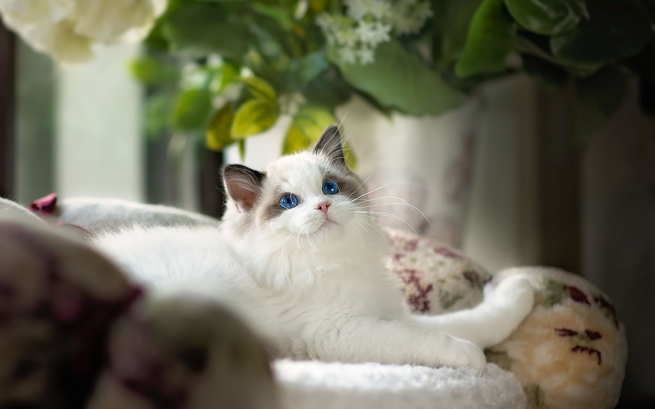 , , , , ragdoll, , , 