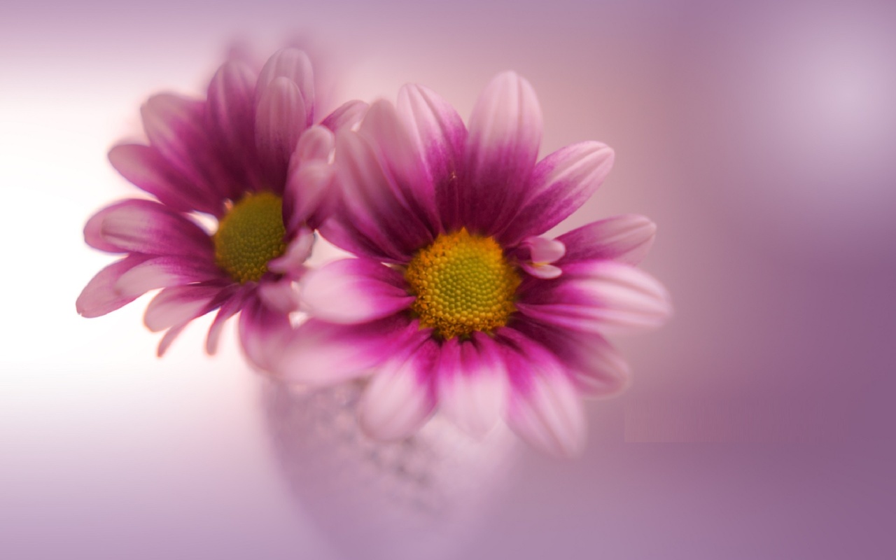 flowers, oldlens, classic, glass, perple, bokeh, yayoi.sakurai