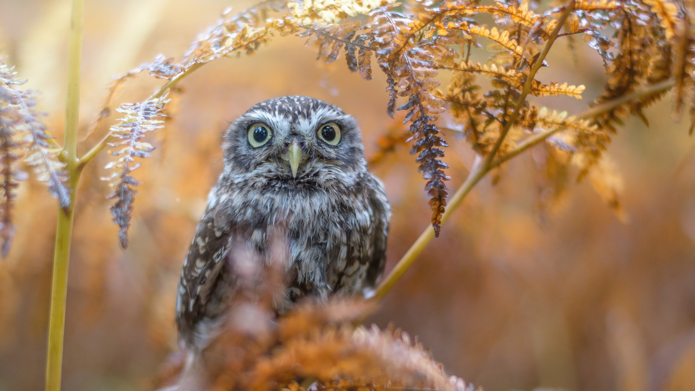 tanja brandt,  , , , , , 