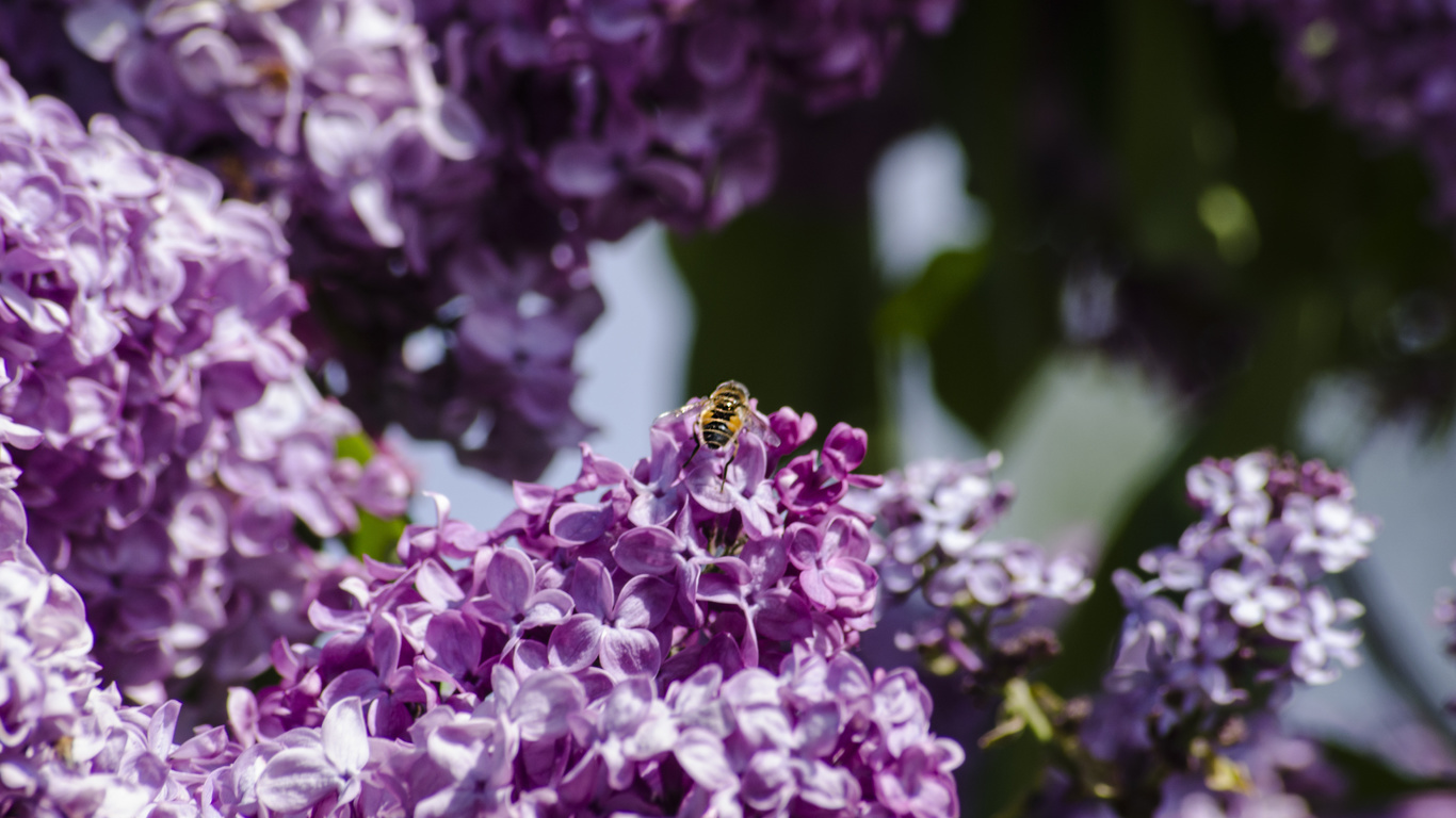 aristovart, , landscape, nature, flowers, 