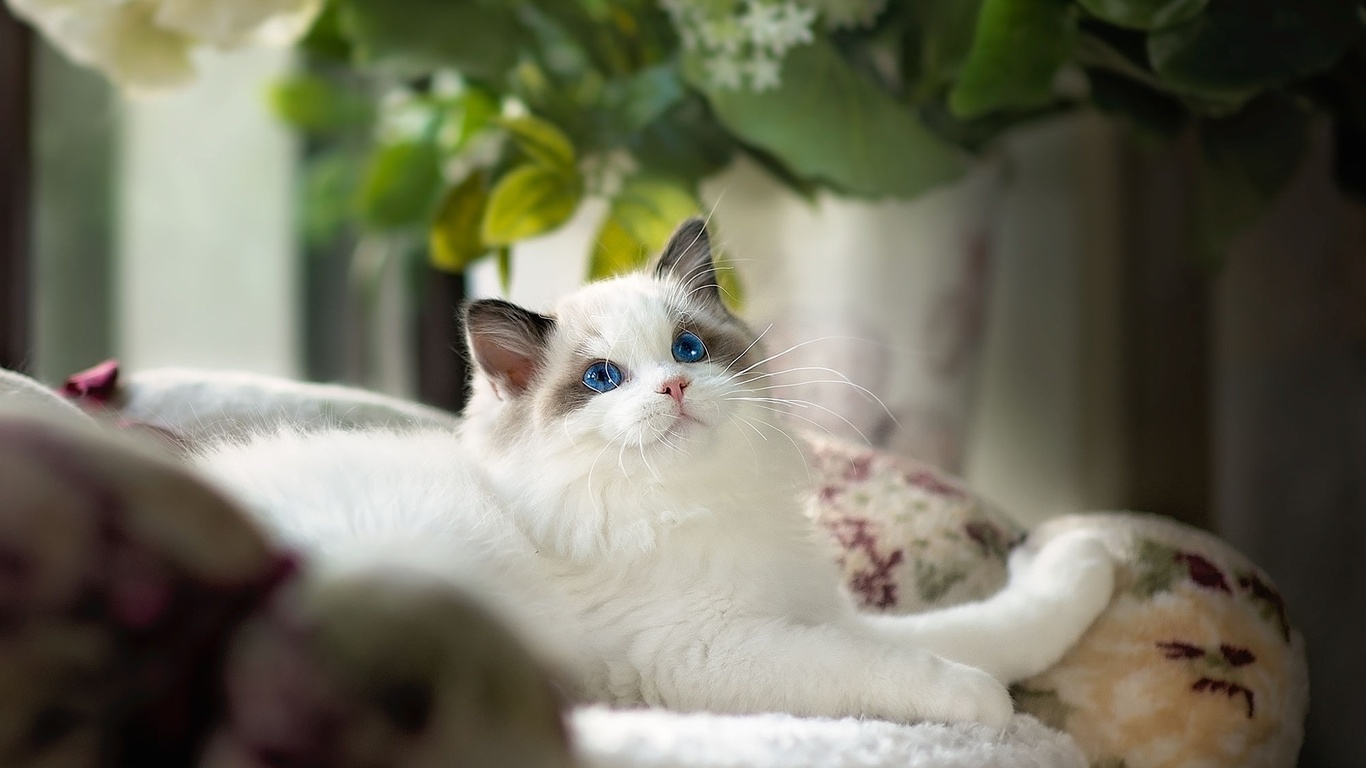 , , , , ragdoll, , , 