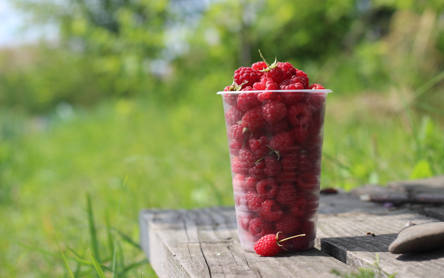 , , , , , , , , , nature, maple, tree, bench, circle, circle, plum, minimalism, grass, bart, , , , plastic cup