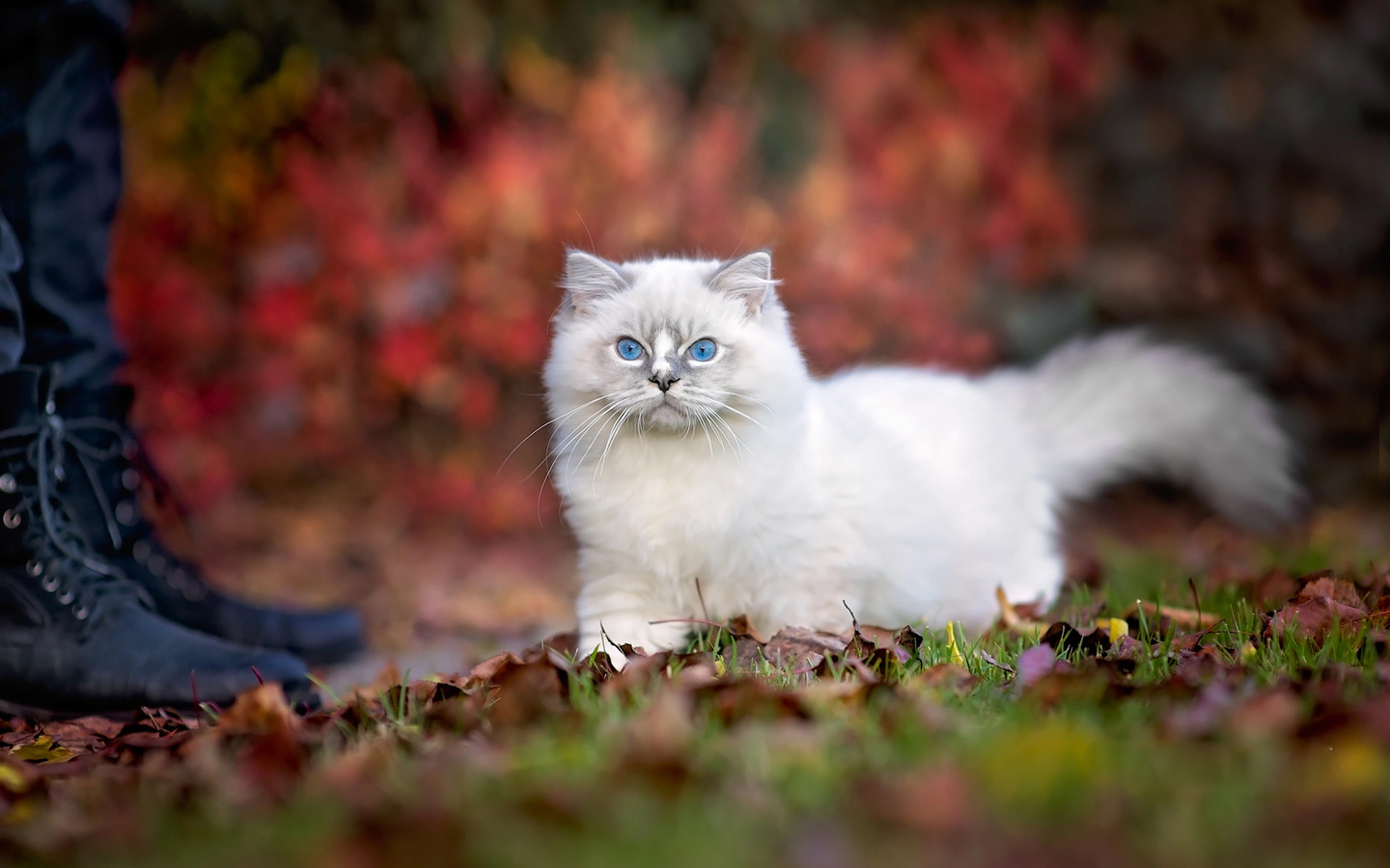 , , , ragdoll, , , monika koc