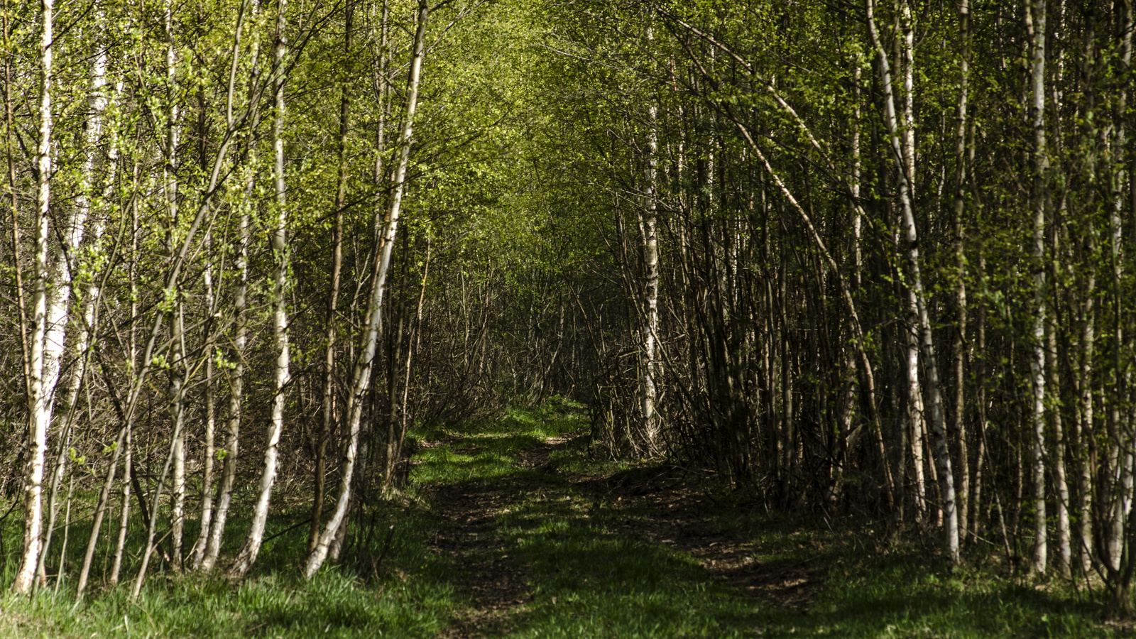 aristovart, , landscape, nature, forest, wild, tress, 