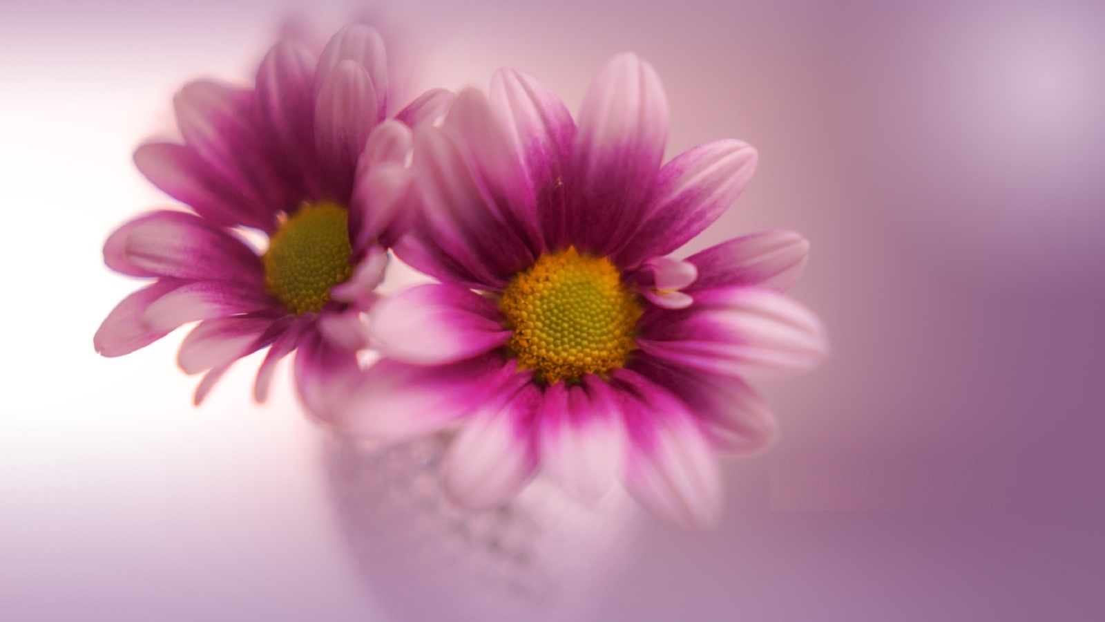 flowers, oldlens, classic, glass, perple, bokeh, yayoi.sakurai