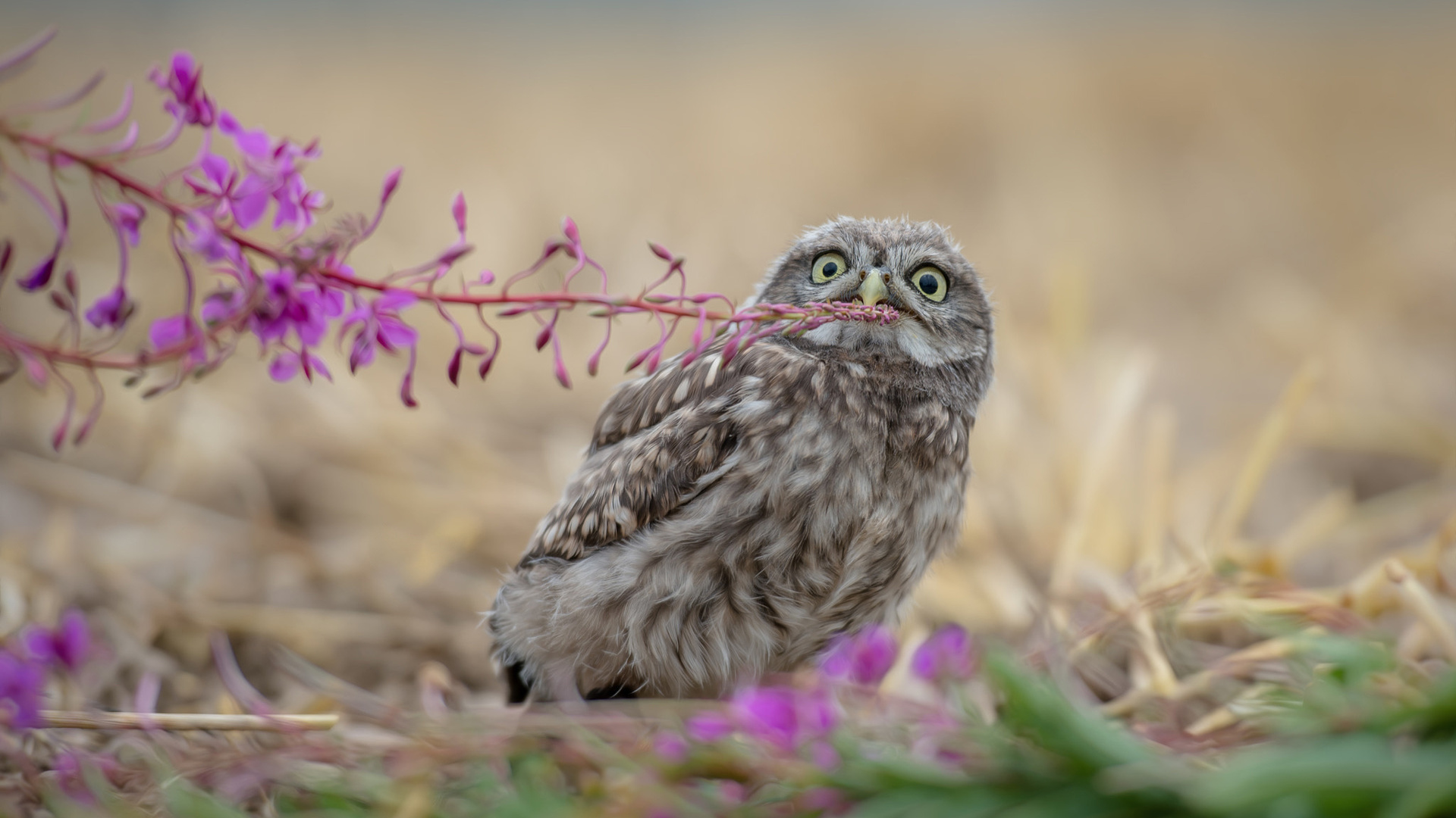 tanja brandt,  , , , , , , , , -