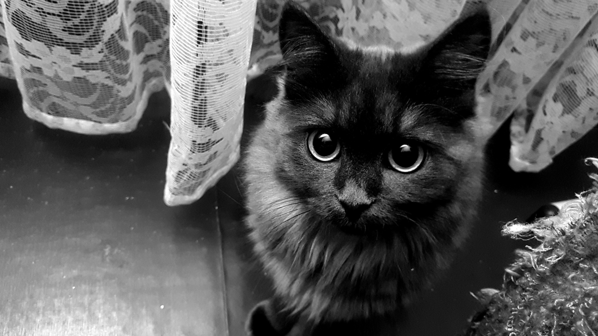 cat, eyes, black, white, , -, , , , , , , 