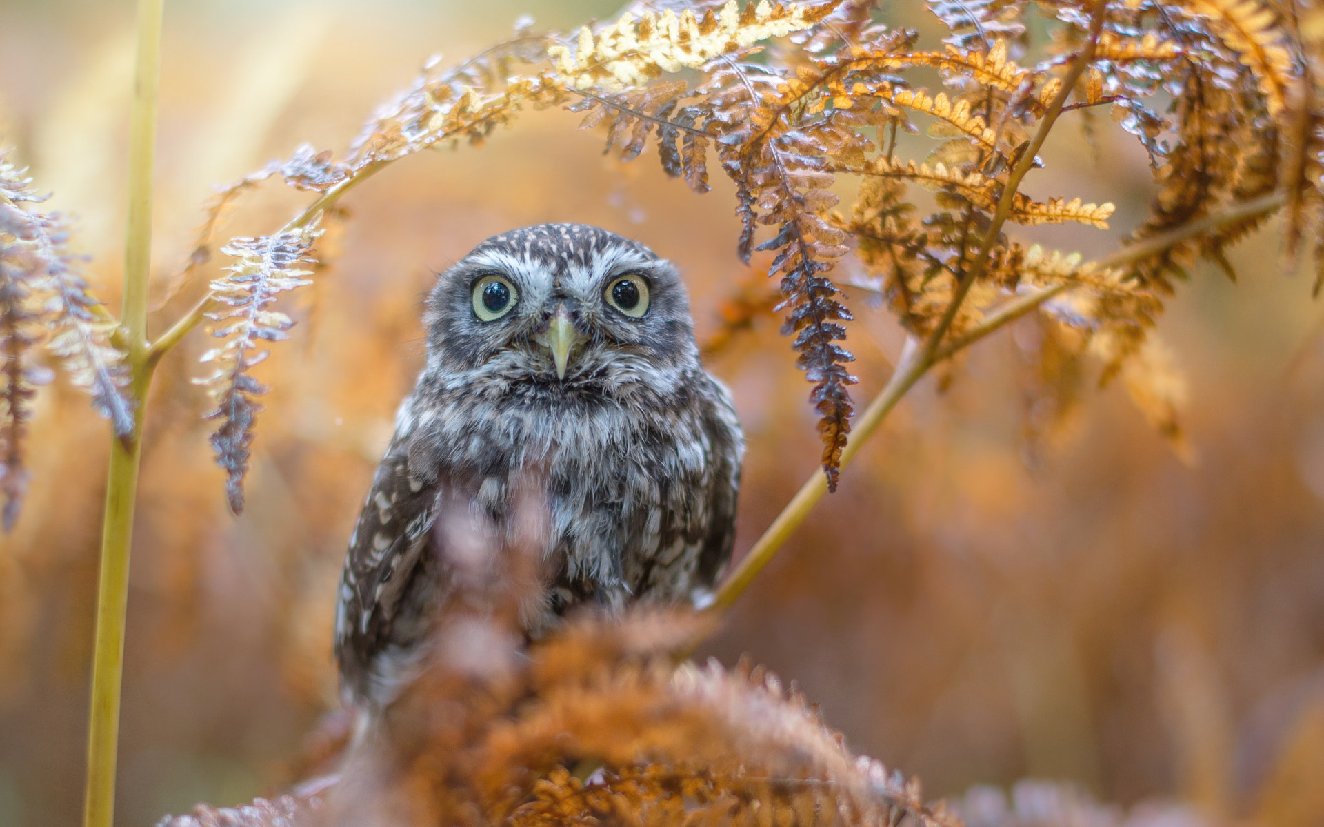 tanja brandt,  , , , , , 