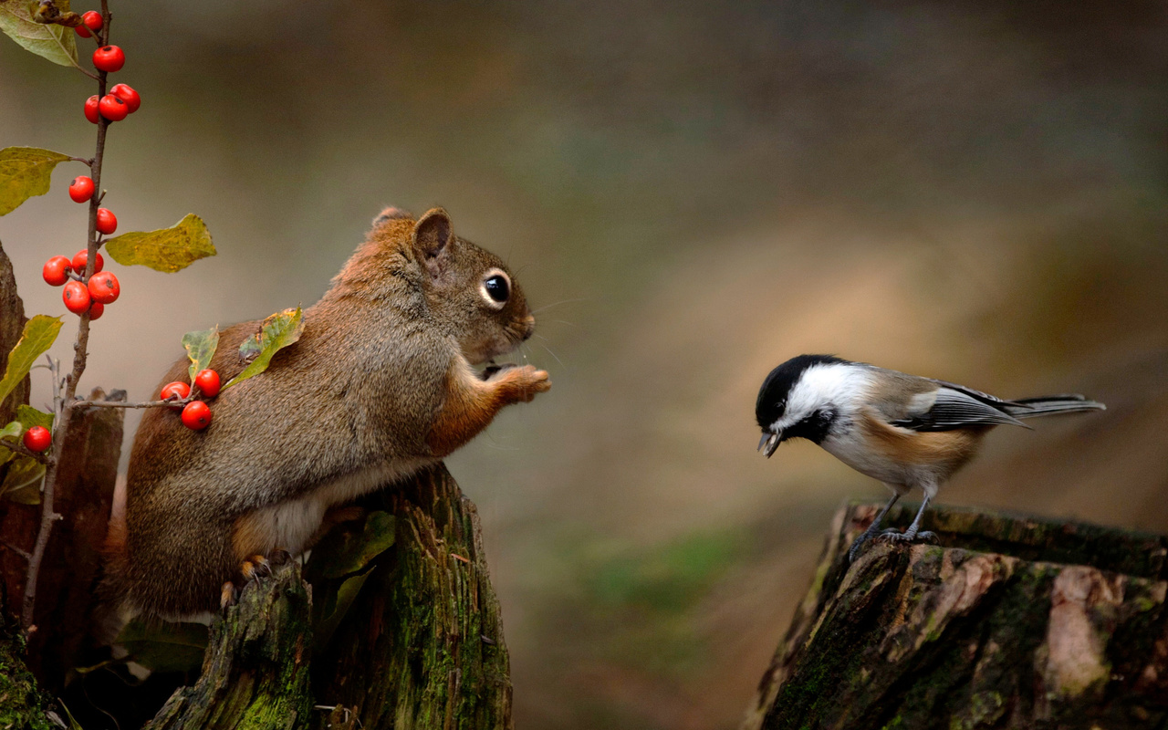 andre villeneuve, , , , , , , , , 