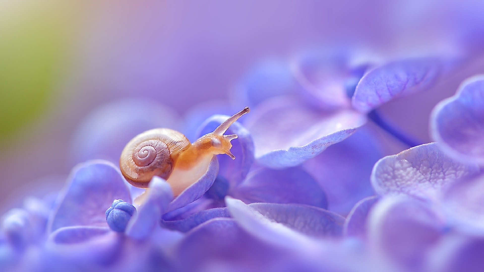 snail, hydrangea, macro, poetic, yayoi.sakurai, , , , 