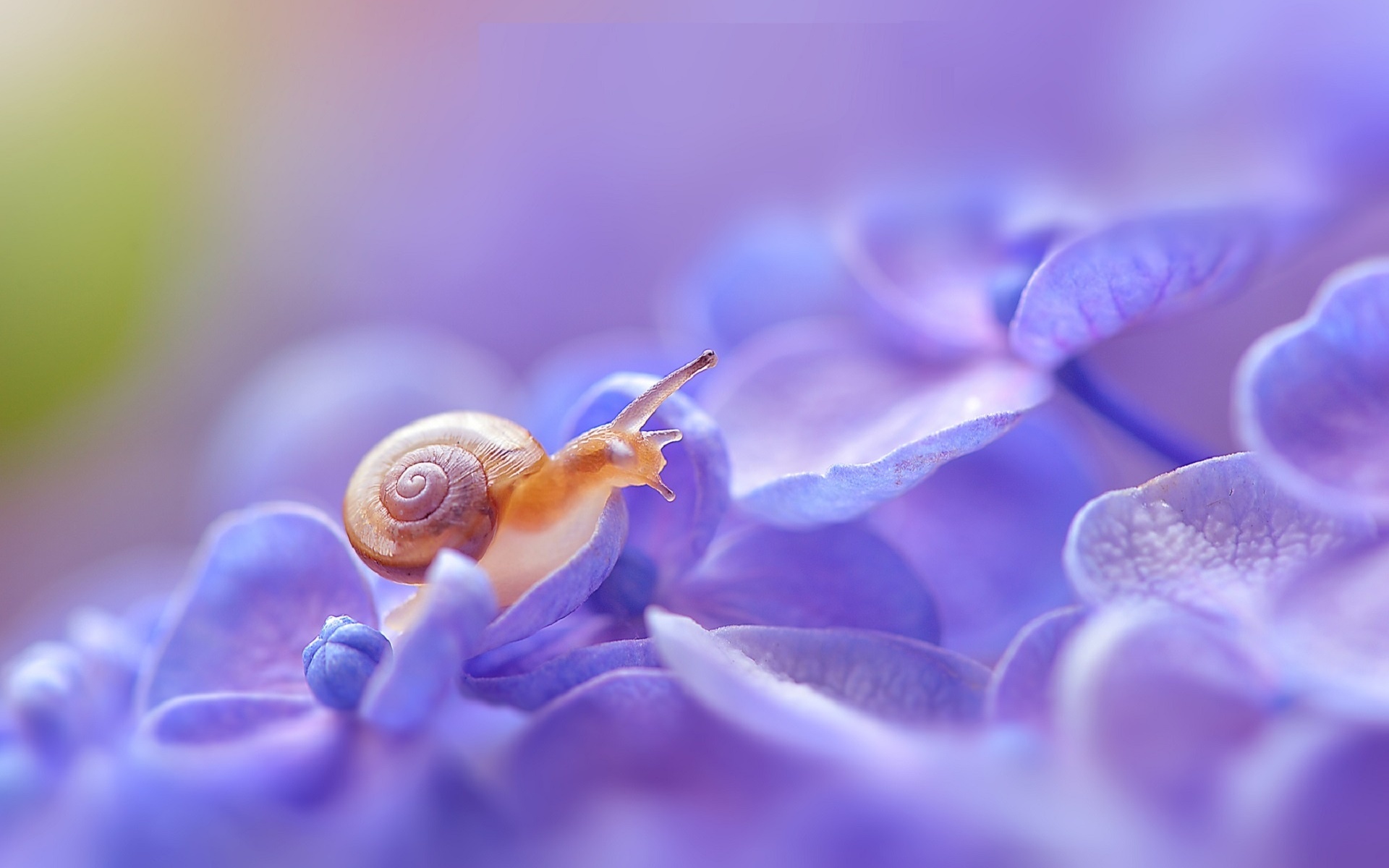 snail, hydrangea, macro, poetic, yayoi.sakurai, , , , 