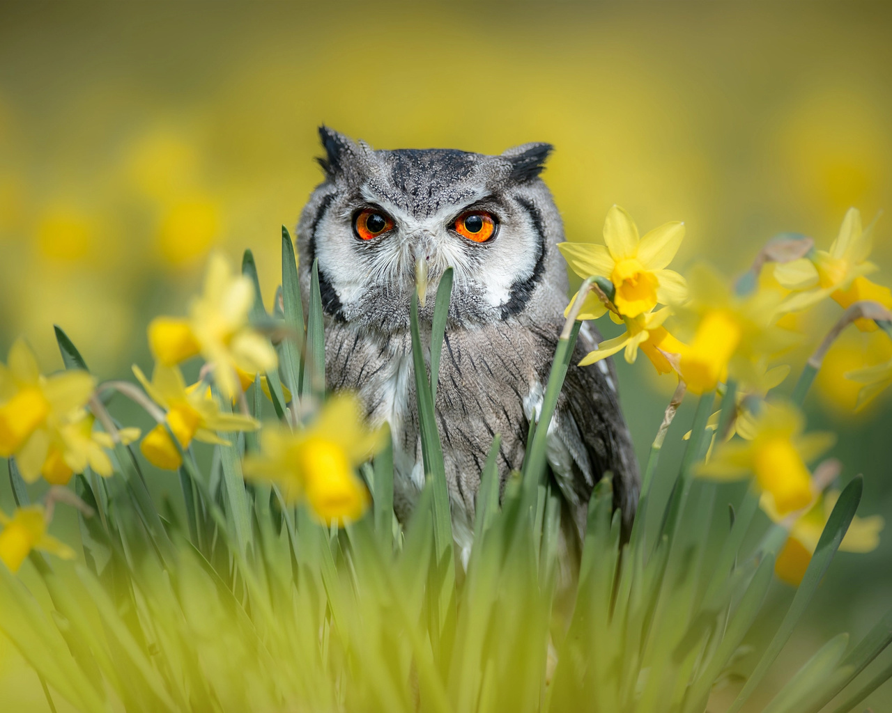 tanja brandt,  , , , , , , 