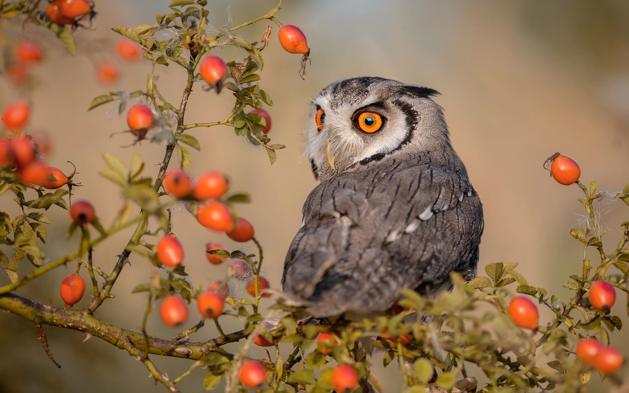 tanja brandt,  , , , , , 