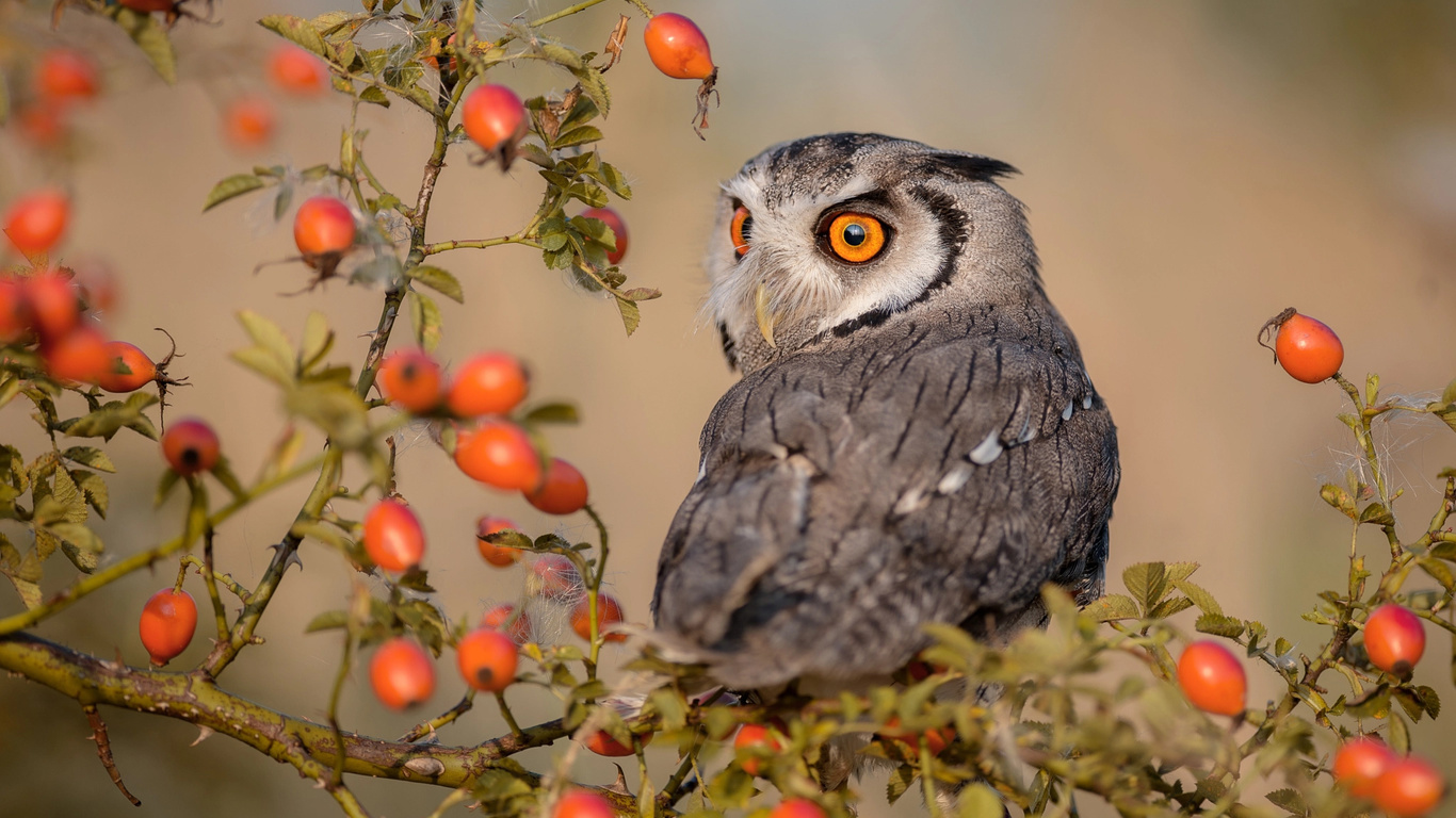 tanja brandt,  , , , , , 