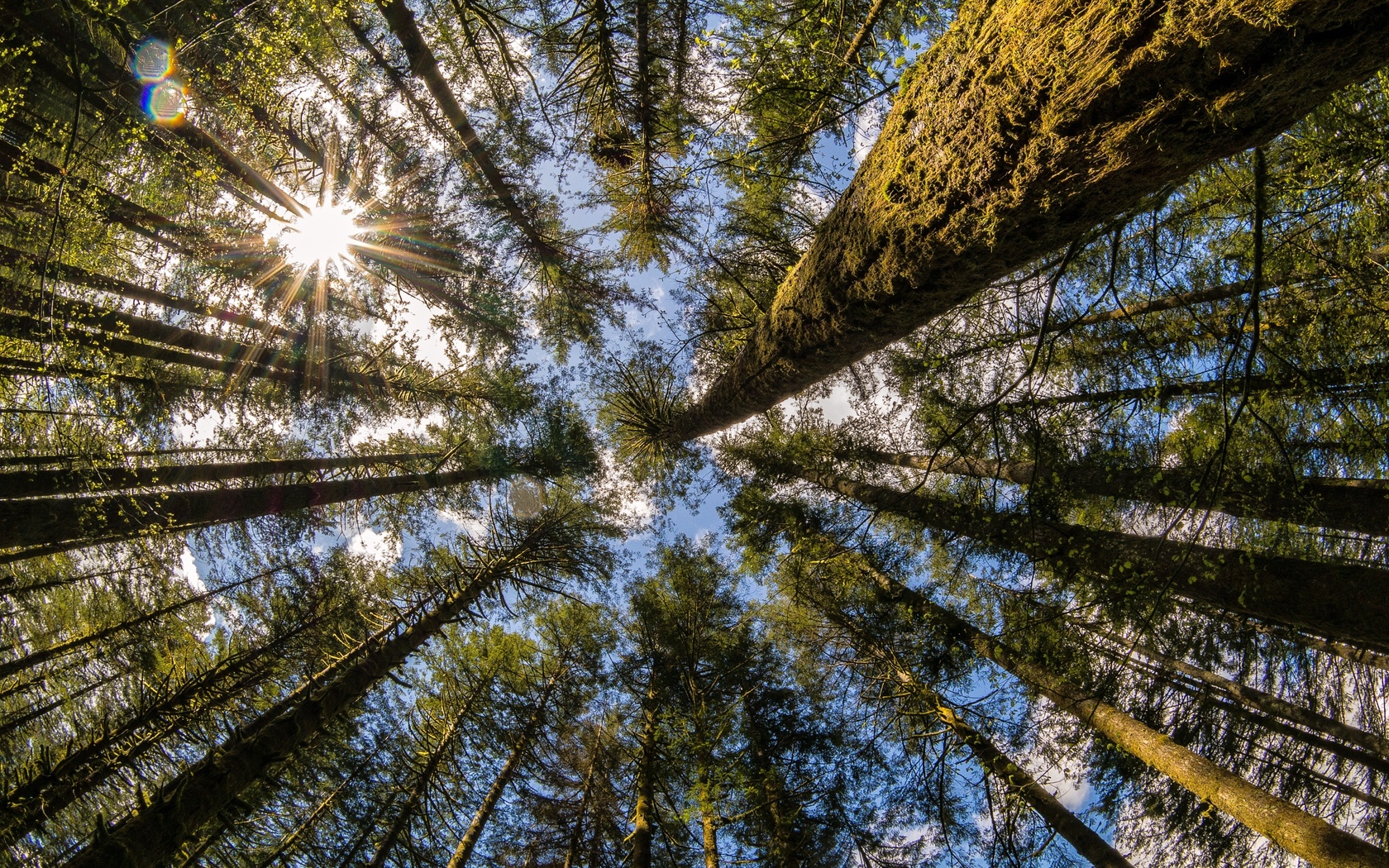 trees, washington, state, moulton, falls, , , 