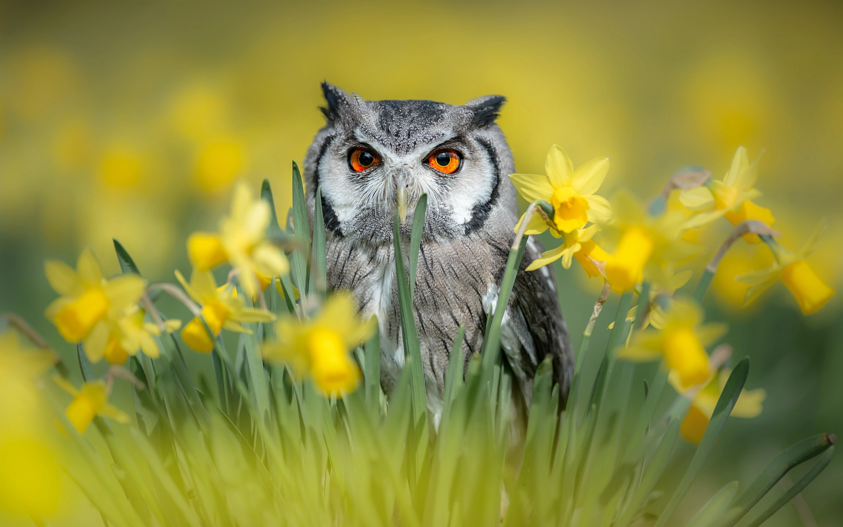 tanja brandt,  , , , , , , 