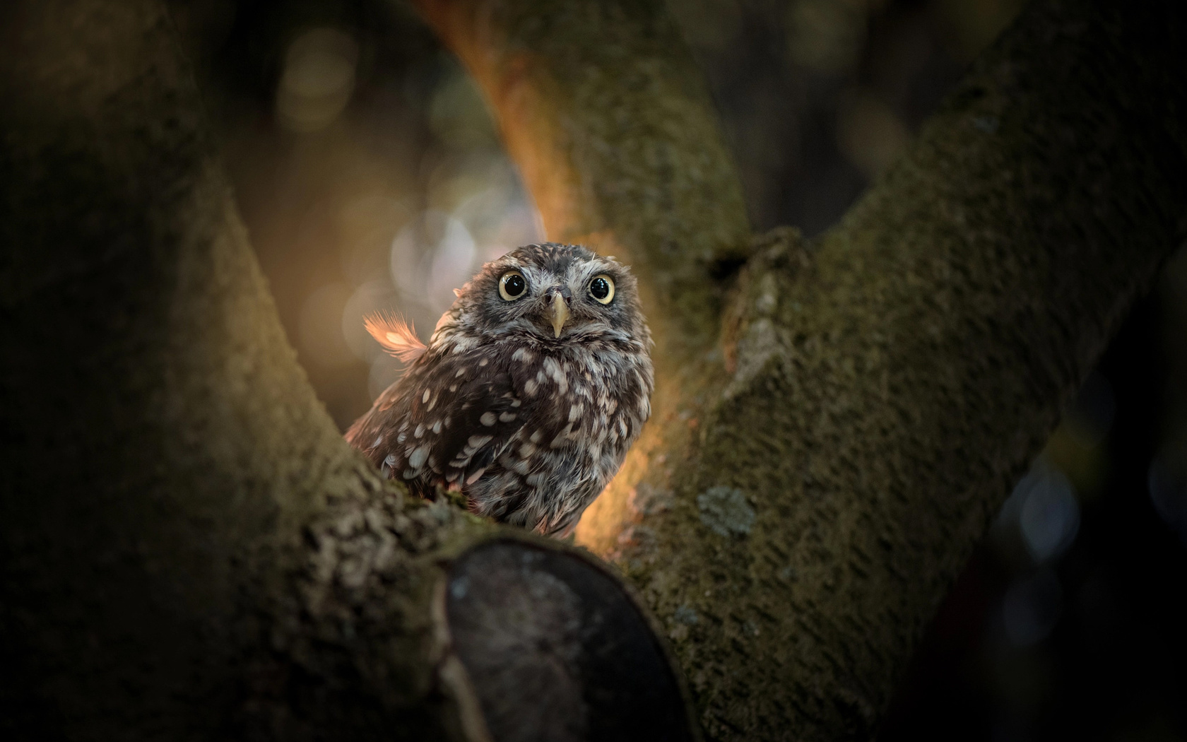 tanja brandt,  , , , , 