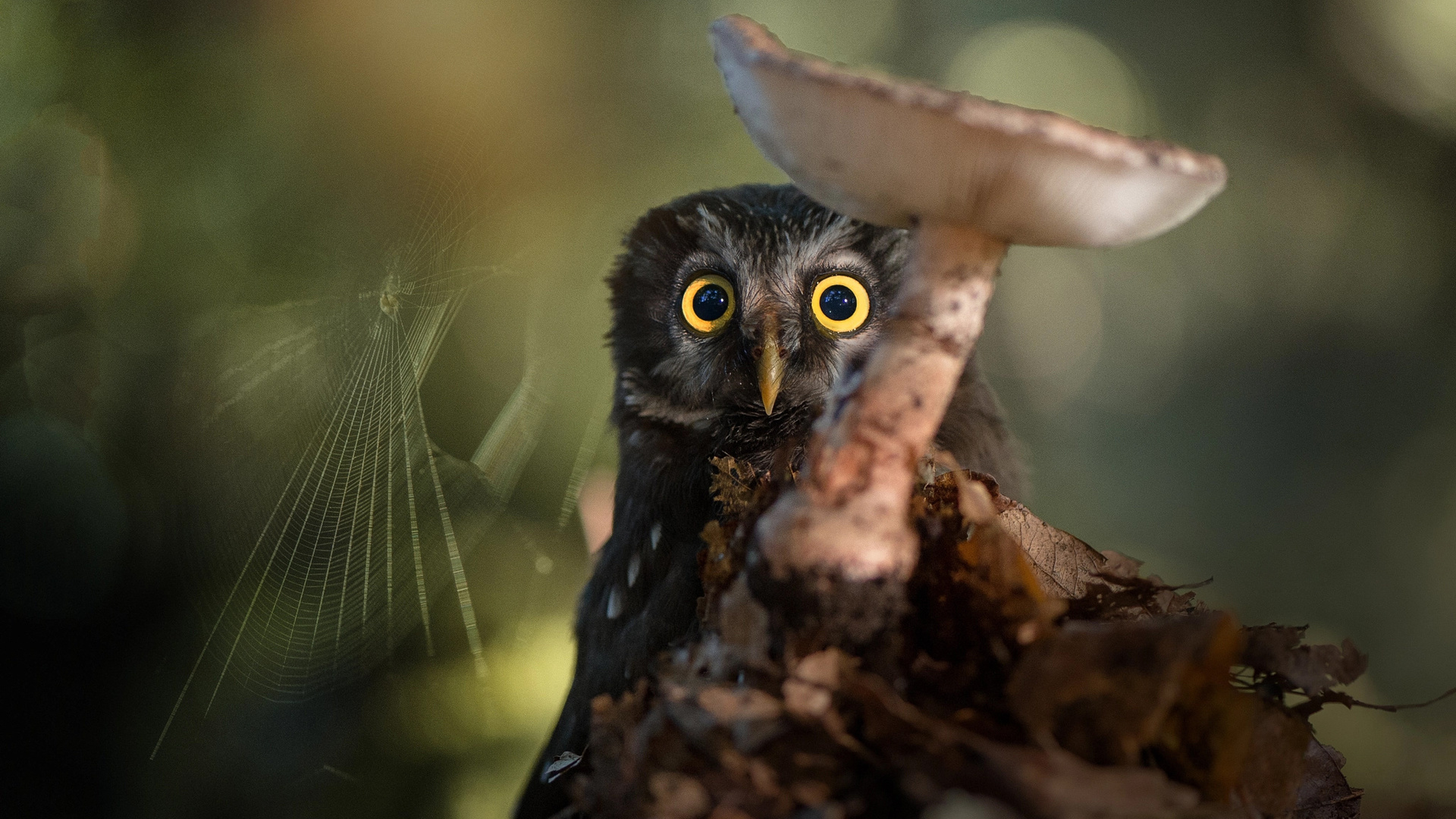 tanja brandt,  , , , , , 